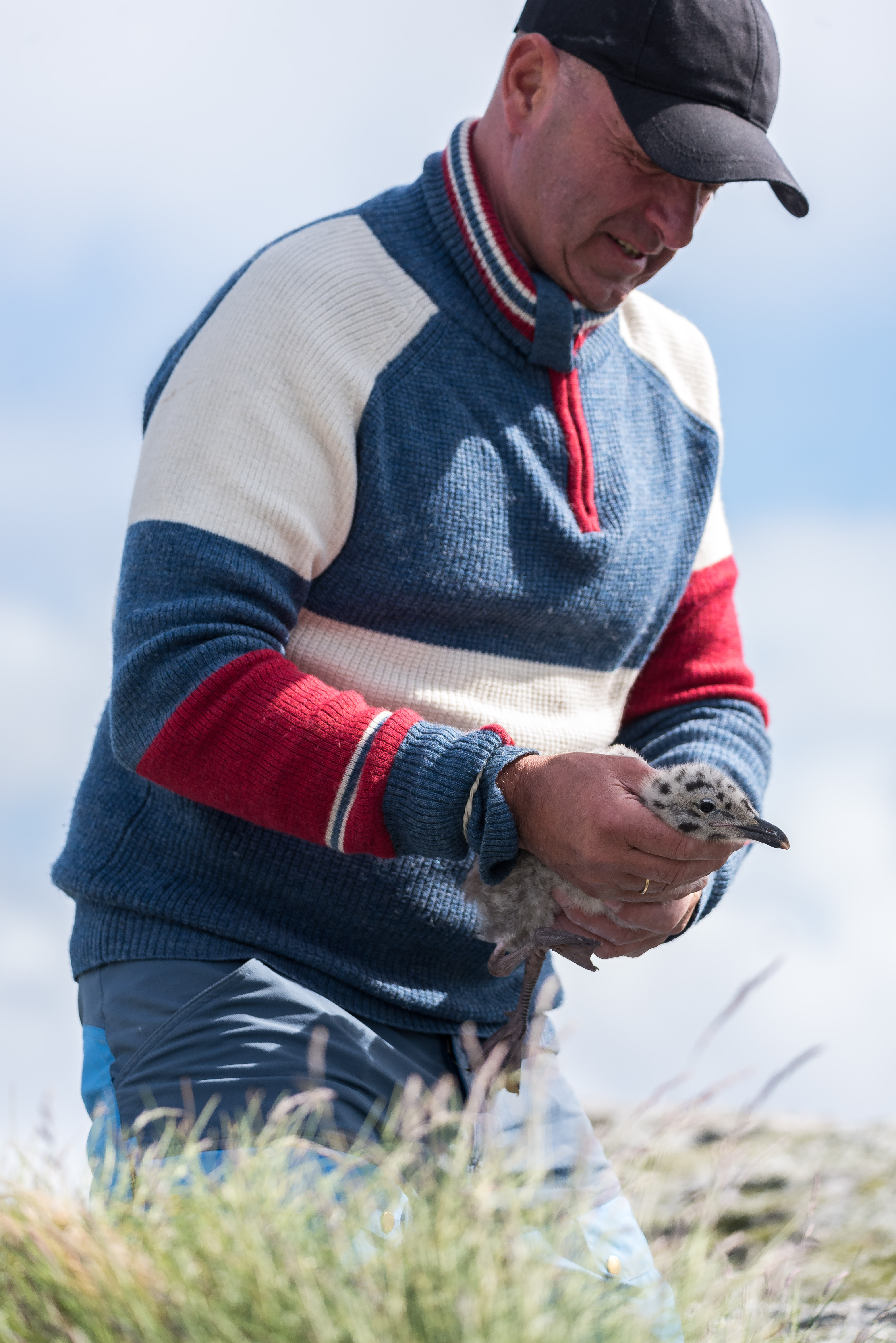 Herring gull chick